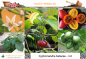 Preview: Cyphomandra betacea 'rot' * Tamarillo * 50 Samen
